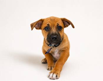 Johnny -  Mixed Breed Dog Available for Adoption in Mesa, Arizona - Johnny | PetCurious
