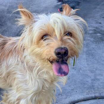 Creamsicle - Chino Hills Location -  Yorkshire Terrier and Mixed Breed Dog for Adoption in Chino Hills, California - Creamsicle - Chino Hills Location | PetCurious