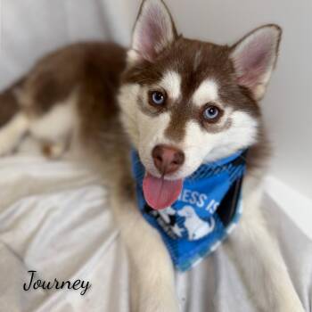 Pomsky Dogs Available for Adoption - Journey | PetCurious