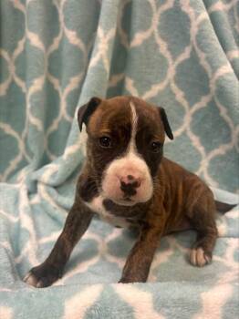 Pit Bull Terrier Dogs Available for Adoption - AHSOKA TANO | PetCurious