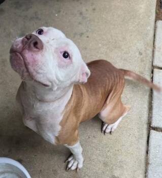 ANGEL -  American Bulldog and Mixed Breed Dog for Adoption in Tallahassee, Florida - ANGEL | PetCurious