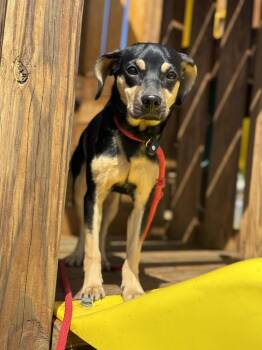 Beagle and German Shepherd Dog Dogs Available for Adoption in Homer Glen, Illinois - Reese | PetCurious