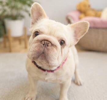 PINKY -  French Bulldog Dog for Adoption in Margate, Florida - PINKY | PetCurious