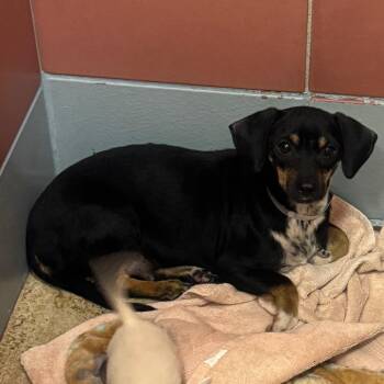 Tao -  Chihuahua Dog for Adoption in Park Row, Texas - Tao | PetCurious