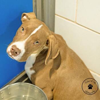 Tonic -  Mixed Breed Dog for Adoption in Abilene, Texas - Tonic | PetCurious