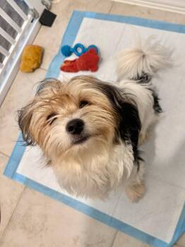 Rescue Yorkshire Terrier and Shih Tzu Dogs for Adoption in Austin, Texas - Pippin | PetCurious