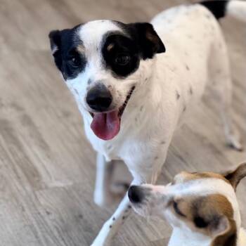 Maxwell -  Rat Terrier and Mixed Breed Dog for Adoption in Green Bay, Wisconsin - Maxwell | PetCurious
