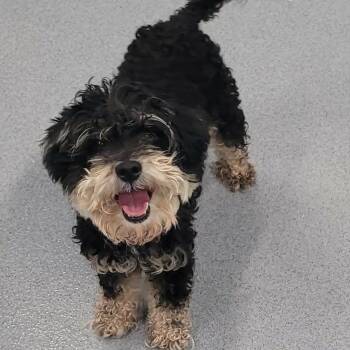 Poodle and Schnoodle Dogs Available for Adoption in Meriden, Connecticut - Angel, Playful Little Girl | PetCurious