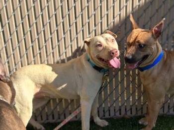 Terrier and Mixed Breed Dogs Available for Adoption in Gainesville, Florida - Cranberry | PetCurious