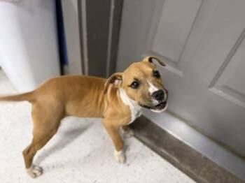 Boxer and Mixed Breed Dogs Available for Adoption in Bowling Green, Kentucky - Lil Nikki | PetCurious