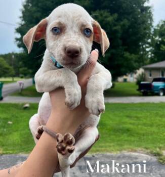 Makani -  Mixed Breed Dog for Adoption in Spring Hill, Tennessee - Makani | PetCurious