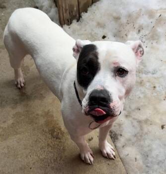 American Bulldog and Cane Corso Dogs Available for Adoption - MAX | PetCurious