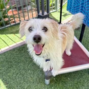 Murphy -  Terrier Dog for Adoption in Agoura Hills, California - Murphy | PetCurious