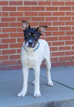 Trout -  Mixed Breed Dog Available for Adoption in Durham, North Carolina - Trout | PetCurious