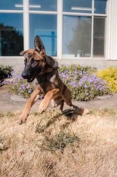 Beatrice -  Belgian Shepherd Malinois and German Shepherd Dog Dog for Adoption in Newberg, Oregon - Beatrice | PetCurious