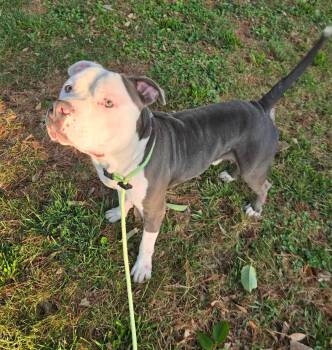 Buford -  Pit Bull Terrier Dog for Adoption in Springfield, Illinois - Buford | PetCurious