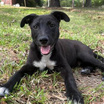 Pit Bull Terrier and Shepherd Dogs Available for Adoption in Conroe, Texas - Chewy | PetCurious