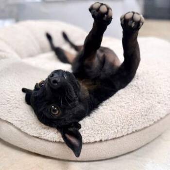 Chihuahua and Miniature Dachshund Dogs Available for Adoption - Benjamin  | PetCurious