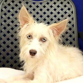 Marla -  Terrier Dog for Adoption in Midland, Texas - Marla | PetCurious
