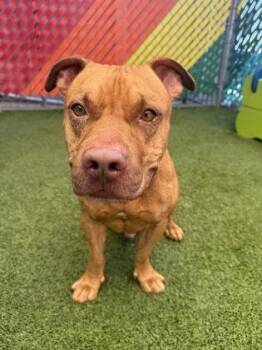 Otis Redding -  Mixed Breed Dog for Adoption in Fort Worth, Texas - Otis Redding | PetCurious