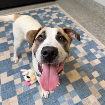Toby -  Hound and Mixed Breed Dog for Adoption in Falls Church, Virginia - Toby | PetCurious
