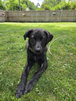 Sarah -  Great Pyrenees Dog for Adoption in Brooklyn Center, Minnesota - Sarah | PetCurious