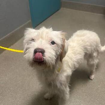 OUTLAW -  Terrier and Mixed Breed Dog for Adoption in Las Vegas, Nevada - OUTLAW | PetCurious