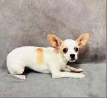 Feta -  Chihuahua Dog for Adoption in Portland, Maine - Feta | PetCurious