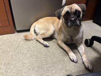 FRANK THE PUG -  Pug Dog for Adoption in San Antonio, Texas - FRANK THE PUG | PetCurious