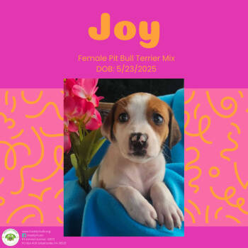 Rescue Pit Bull Terrier Dogs for Adoption in Pottstown, Pennsylvania - Joy | PetCurious