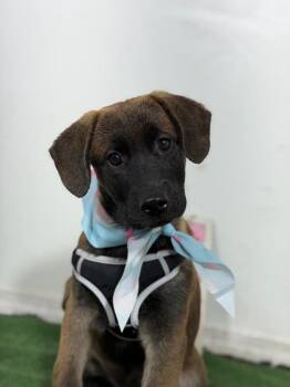 Goliath-One of our Amazing Rescue Dogs -  Belgian Shepherd Sheepdog and Golden Retriever Dog for Adoption in Carlsbad, California - Goliath-One Of Our Amazing Rescue Dogs | PetCurious