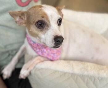 GG -  Chihuahua Dog for Adoption in Midland, Virginia - GG | PetCurious
