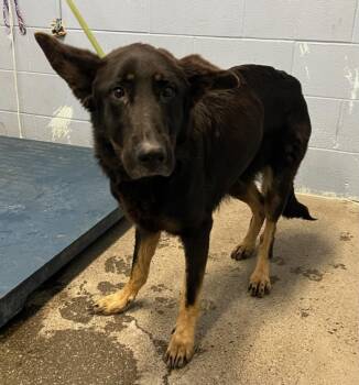 Rescue German Shepherd Dog Dogs for Adoption in Woodland, California - A214858 | PetCurious