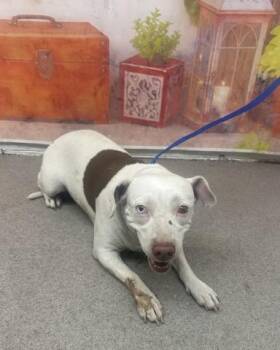HANNAH -  Pit Bull Terrier Dog for Adoption in San Bernardino, California - HANNAH | PetCurious
