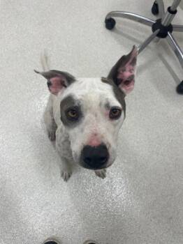 Rescue Pit Bull Terrier and Mixed Breed Dogs for Adoption in Honolulu, Hawaii - 59768401 | PetCurious