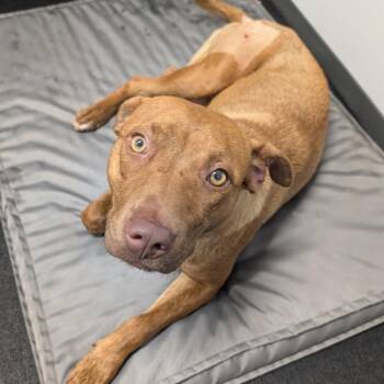 Betty -  Terrier Dog for Adoption in Wake Forest, North Carolina - Betty | PetCurious