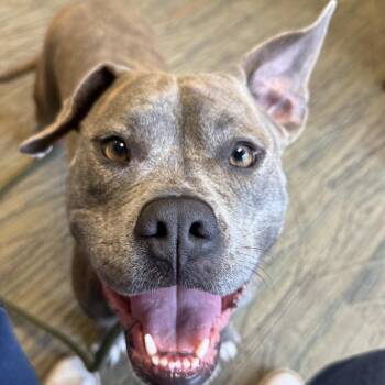 Squish -  Mixed Breed Dog for Adoption in Chesapeake, Virginia - Squish | PetCurious