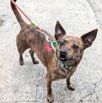 Emmy -  Chihuahua Dog for Adoption - Emmy | PetCurious
