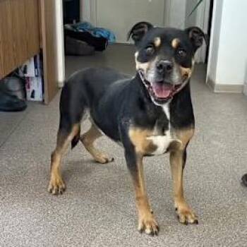 Rescue American Staffordshire Terrier Dogs for Adoption in Fallon, Nevada - Chunky | PetCurious