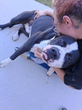Meat Head -  Pit Bull Terrier and Mixed Breed Dog for Adoption in Brownwood, Texas - Meat Head | PetCurious