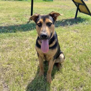 Rescue Shepherd Dogs for Adoption in Harlingen, Texas - Miles | PetCurious
