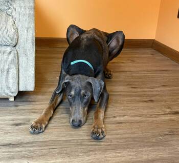 Blake -  Doberman Pinscher Dog for Adoption in Aurora, Ohio - Blake | PetCurious