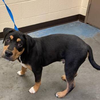 Mixed Breed Dogs Available for Adoption in Memphis, Tennessee - BUDDY WISE | PetCurious