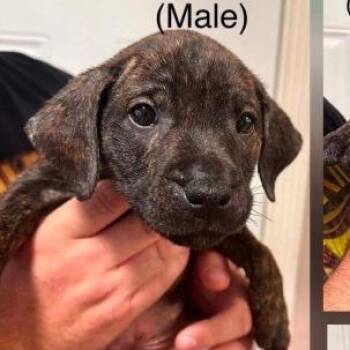 Zinfandel -  Mixed Breed Dog for Adoption in New York, New York - Zinfandel | PetCurious