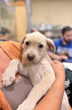Callie -  Yellow Labrador Retriever Dog for Adoption in Carmel Hamlet, New York - Callie | PetCurious