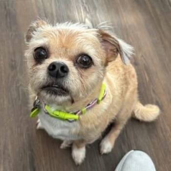 Danni -  Shih Tzu and Terrier Dog for Adoption in Lenexa, Kansas - Danni | PetCurious