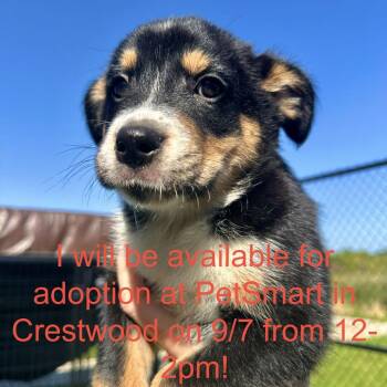 Ross -  Australian Shepherd and Mixed Breed Dog for Adoption in Matteson, Illinois - Ross | PetCurious
