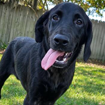 Blackberry -  Black Labrador Retriever and Mixed Breed Dog for Adoption in Buffalo, Minnesota - Blackberry | PetCurious