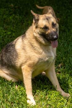 German Shepherd Dog Dogs Available for Adoption in Logan, Utah - Axel | PetCurious
