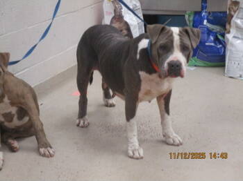 Rescue Pit Bull Terrier Dogs for Adoption in Marietta, Georgia - Korra(26) | PetCurious